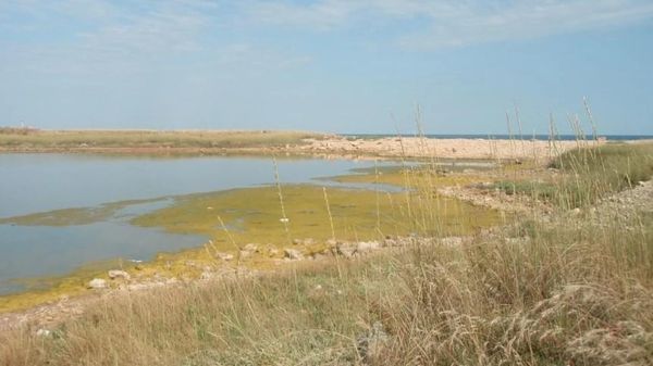Ускоряет рост кроликов и цыплят: в Крыму из водоросли могут сделать пищевую добавку