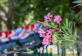 Отвлечемся от негатива. В симферопольском Детском парке началось цветение олеандров