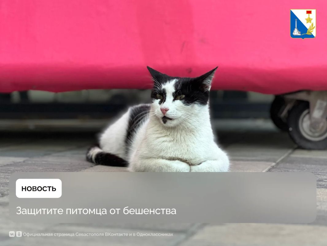 В Севастополе бесплатно прививают домашних питомцев от бешенства