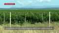 В «СВЗ-Агро» планируют в этом году собрать более 1,4 тыс. тонн винограда 14 сортов