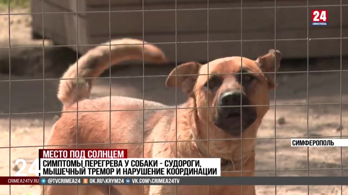 20 питомцев поступили в приют «Верный друг» с начала лета