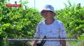 Без любви дела не будет нигде: история 87-летней труженицы севастопольских виноградников
