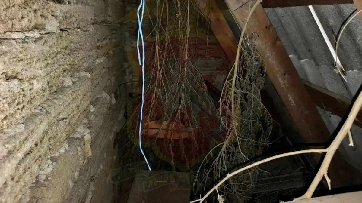 Коноплю для попугаев нашли у симферопольца