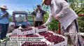 Сбор черешни завершают крымские аграрии