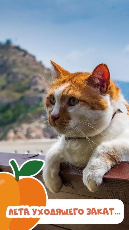 Кот Мостик: Теплый, как кот спросонья и яркий, как я Кот Мостик: Теплый, как кот спросонья и яркий, как я