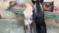 Без мяса не пропадут: спасенные в «Тайгане» волчата за обе щеки уплетают бананы и сливы