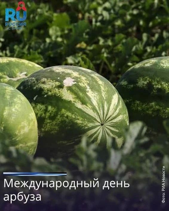 3 августа отмечается Международный день арбуза
