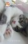 Кот Мостик: Котики и ничего лишнего. Ловите первый августовский #котовторник