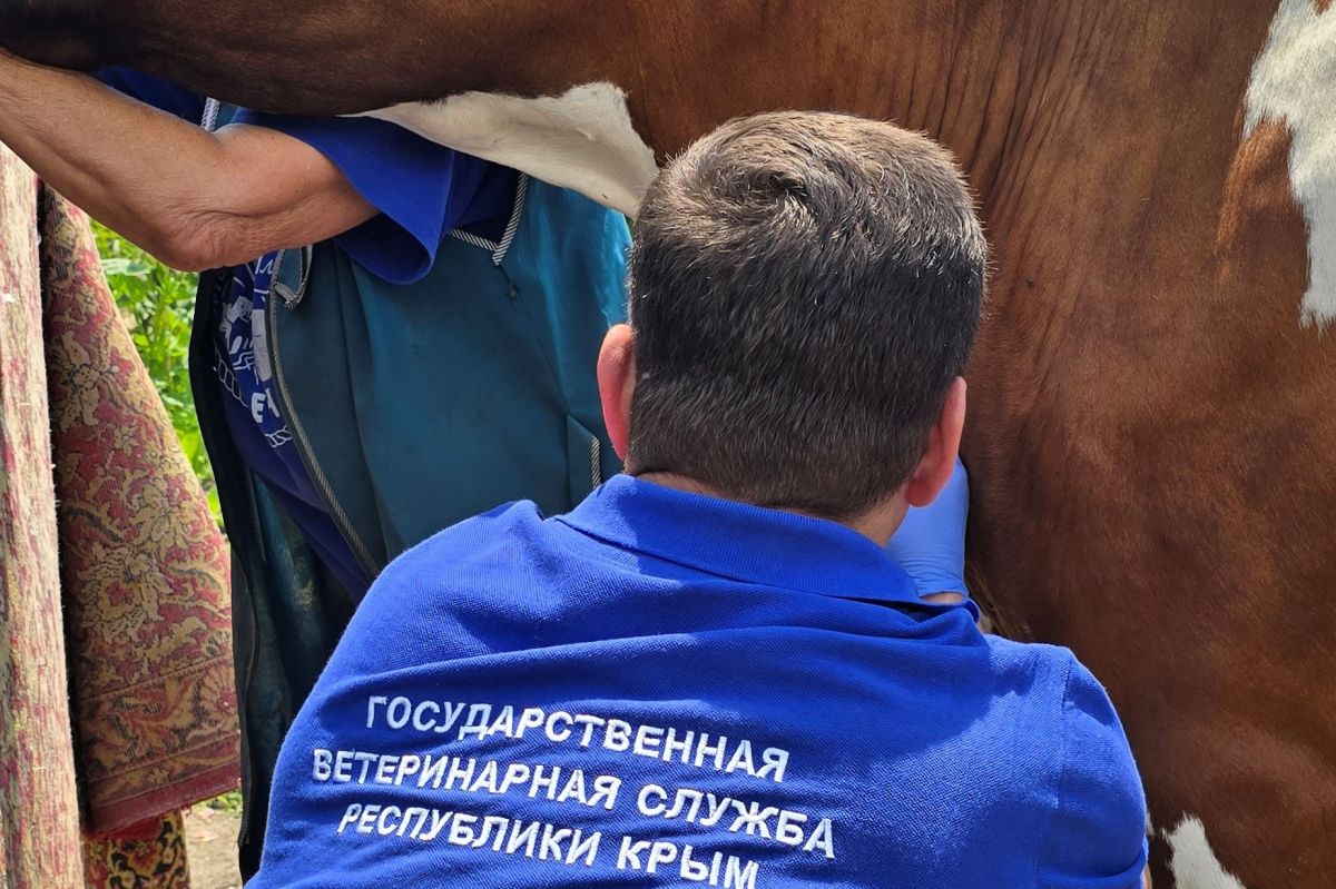 ГБУ РК «Ялтинский городской ВЛПЦ» выявил неучтённое поголовье крупного рогатого скота