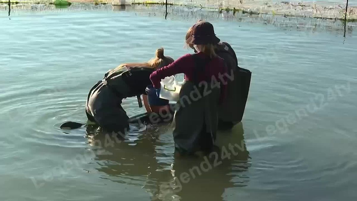 Севастопольские волонтёры борются за жизнь дельфинов в Казачей бухте