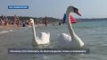 Белые лебеди приплыли на пляж в Любимовке