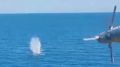 В Черном море уничтожены два безэкипажных катера ВСУ