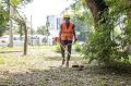 В Симферополе продолжается борьба с амброзией