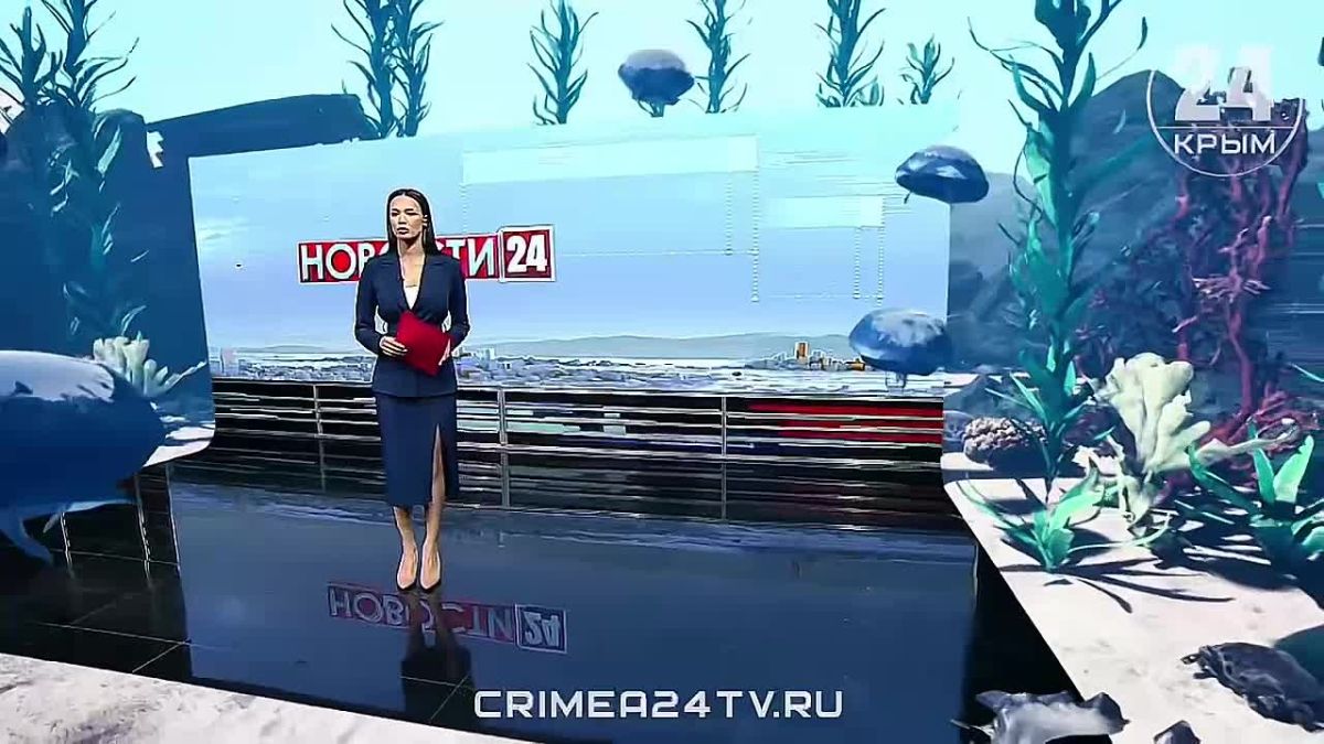 Севастопольские учёные научились определять чистоту моря по движениям медуз