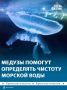 Ушастые медузы аурелии могут стать новым инструментом для контроля чистоты морской воды