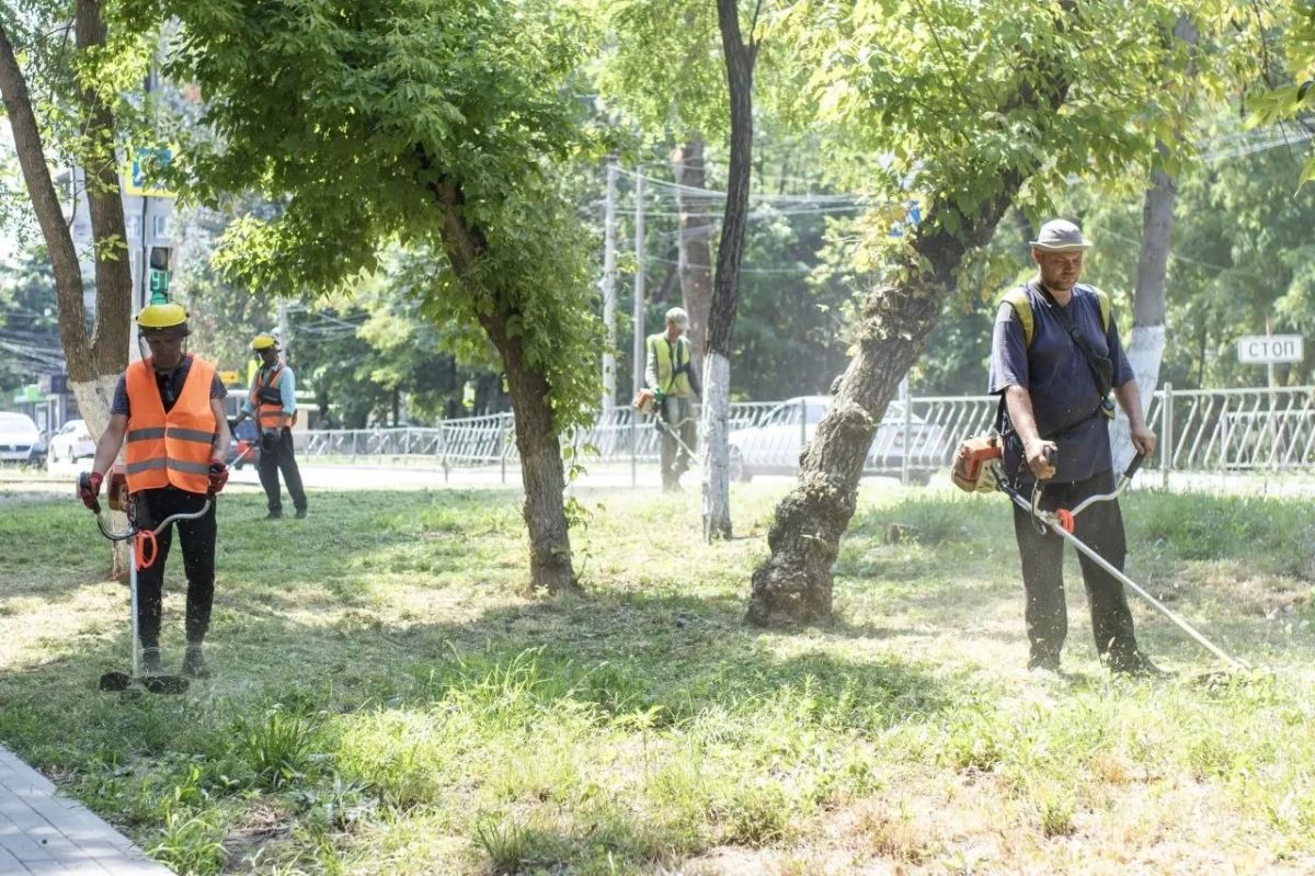 В Симферополе продолжается борьба с амброзией В Симферополе продолжается борьба с амброзией