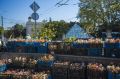 В Симферополе высаживают бегонию