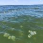 В Азовском море становится всё больше медуз