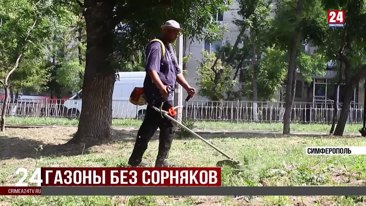 Работы по уничтожению амброзии полыннолистной проводят улицах Симферополя