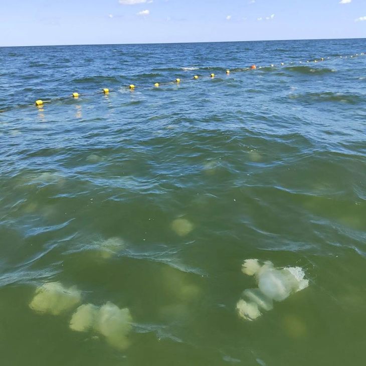 Медузы захватывают Азовское море