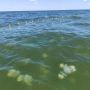 Медузы захватывают Азовское море