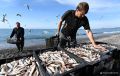 Нашествие хищной рыбы зафиксировали в Черном море