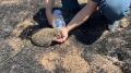 Ежа из горящей травы спасли пожарные в Сакском районе Во время тушения возгорания сухой растительности в селе Червоное огнеборцы спасли местного жителя — ёжика. Пожар потушили на площади 68 гектаров