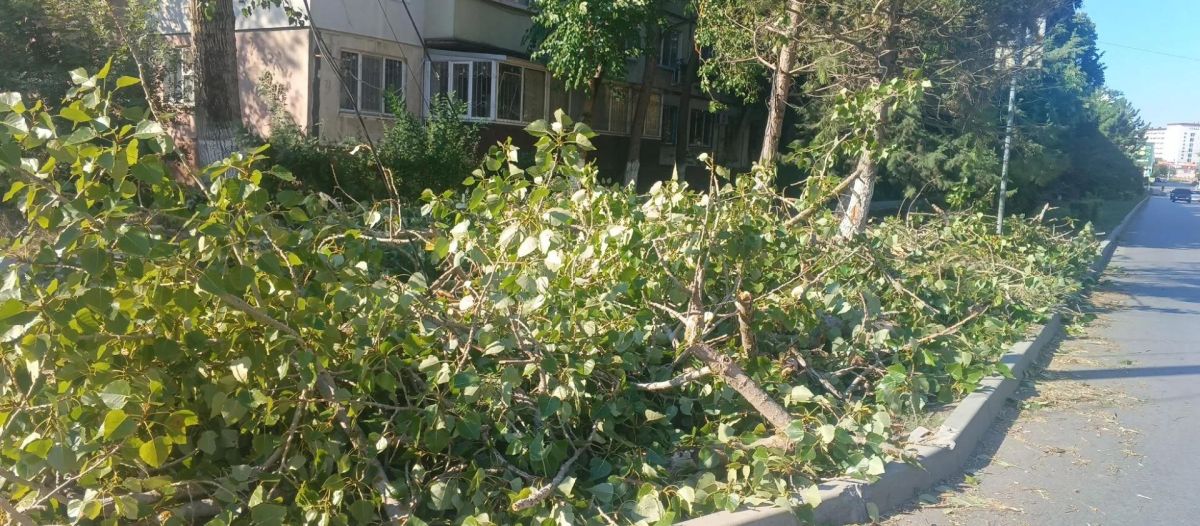 В центре Керчи убрали поваленное дерево В центре Керчи убрали поваленное дерево