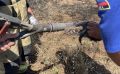 В Сакском районе спасли ежа на пожаре площадью 68 гектаров