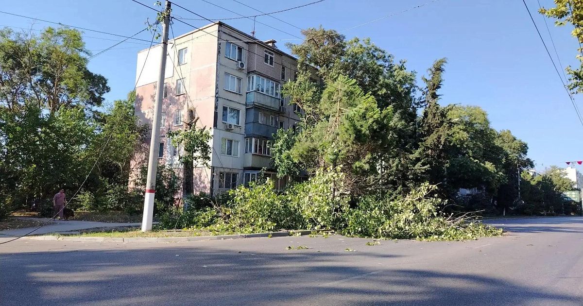 Тополь рухнул на провода в Керчи
