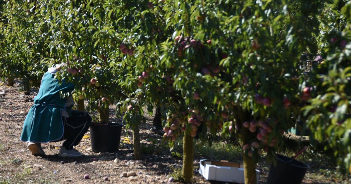 Свыше 11 тонн сливы и алычи собрали в Крыму: какие сорта выбирают садоводы