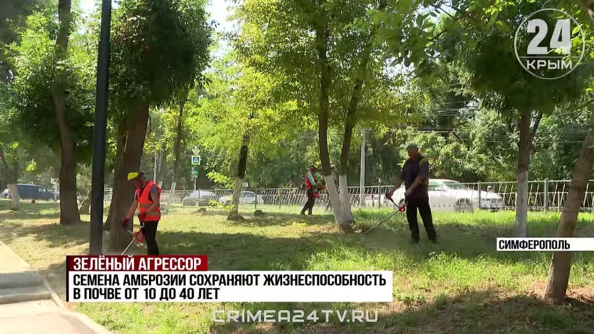 Волна аллергий и ежедневная работа: как в Крыму борются с амброзией