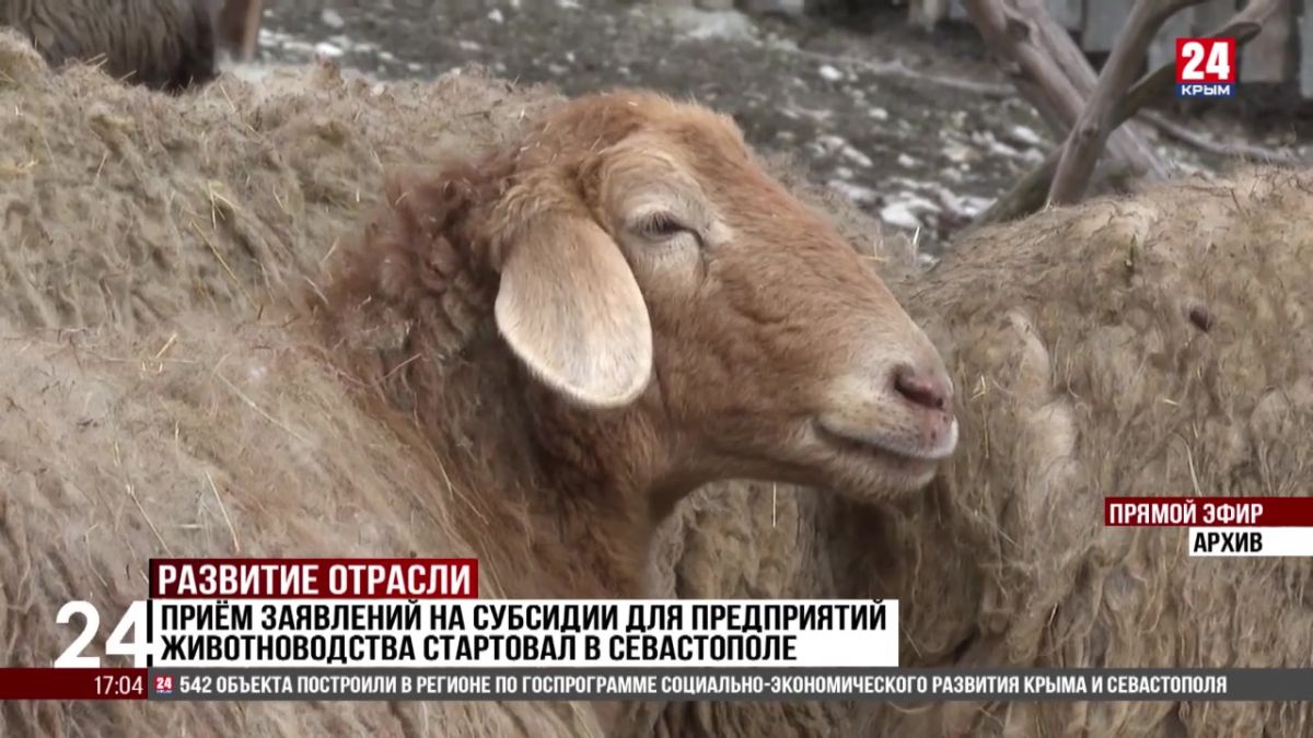 Приём заявлений на субсидии для предприятий животноводства стартовал в Севастополе