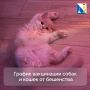 83 питомца бесплатно привили от бешенства в Ленинском районе