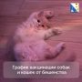 83 питомца бесплатно привили от бешенства в Ленинском районе