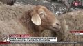 Приём заявлений на субсидии для предприятий животноводства стартовал в Севастополе