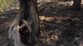 Помогают волонтеры и отдыхающие: как тушат пожар в районе пляжа "Инжир"