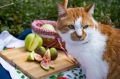 Кот Мостик: Смоковница или фиговое дерево? Как правильно? Если скажу, что все это инжир, вы удивлены?