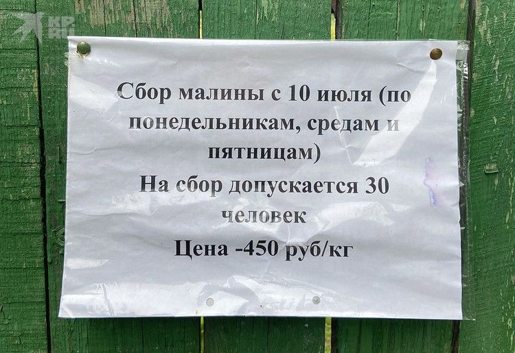 Почему в России своей малины мало и даже летом она стоит дорого Почему в России своей малины мало и даже летом она стоит дорого