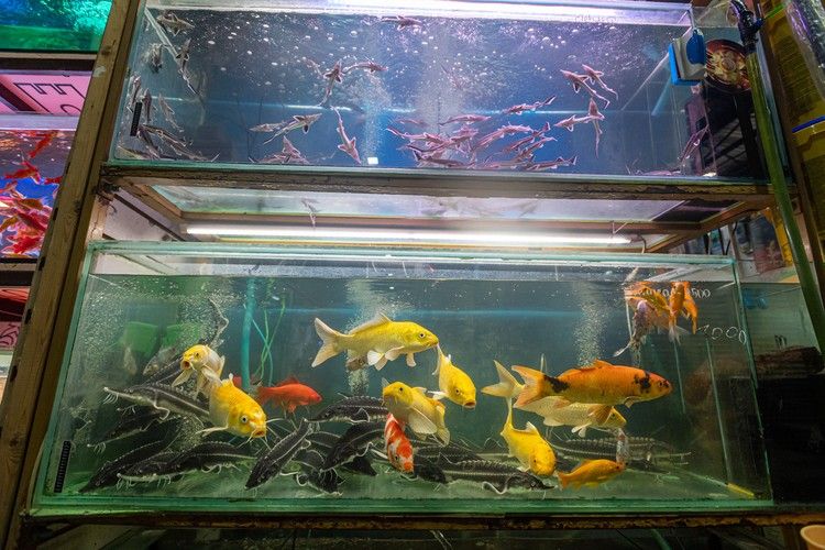 Кошка, чтобы радовалась крошка: психолог и ветеринар рассказали, как выбрать питомца для школьника Кошка, чтобы радовалась крошка: психолог и ветеринар рассказали, как выбрать питомца для школьника