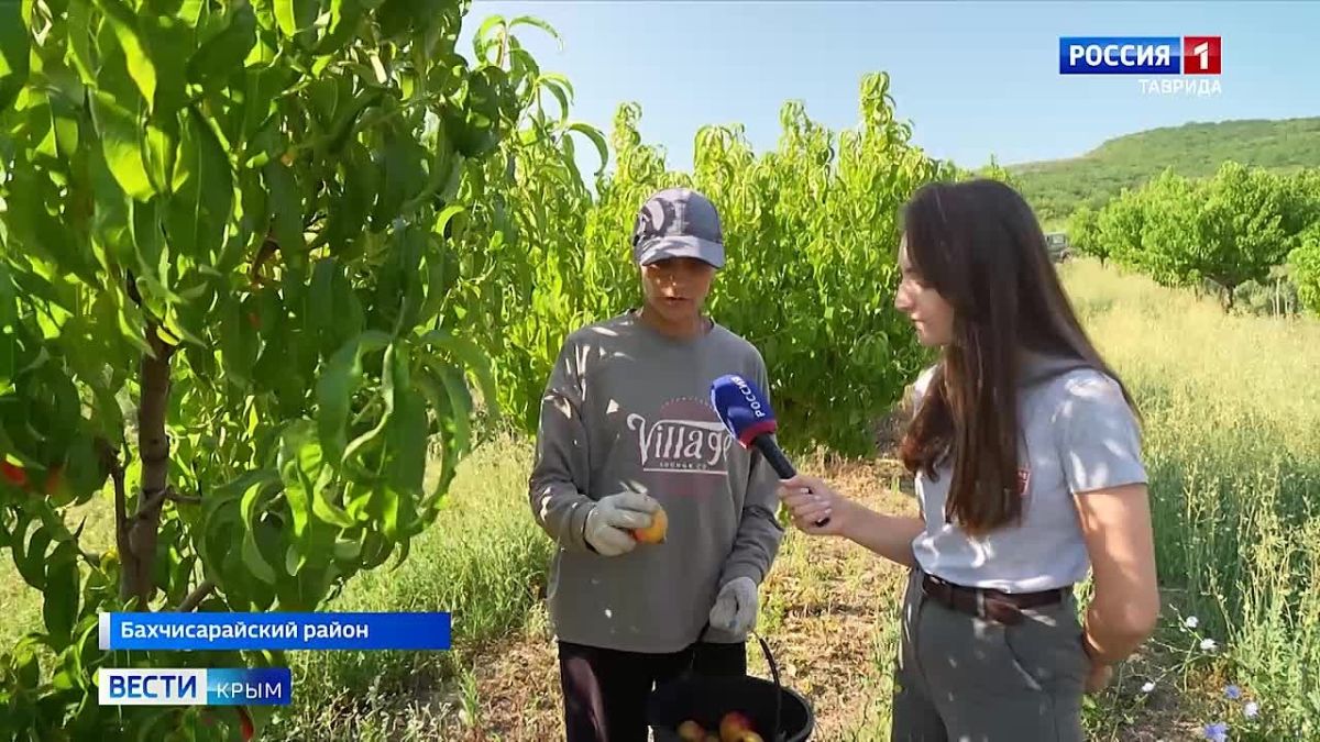 На полуострове стартовал сезон сбора нектаринов