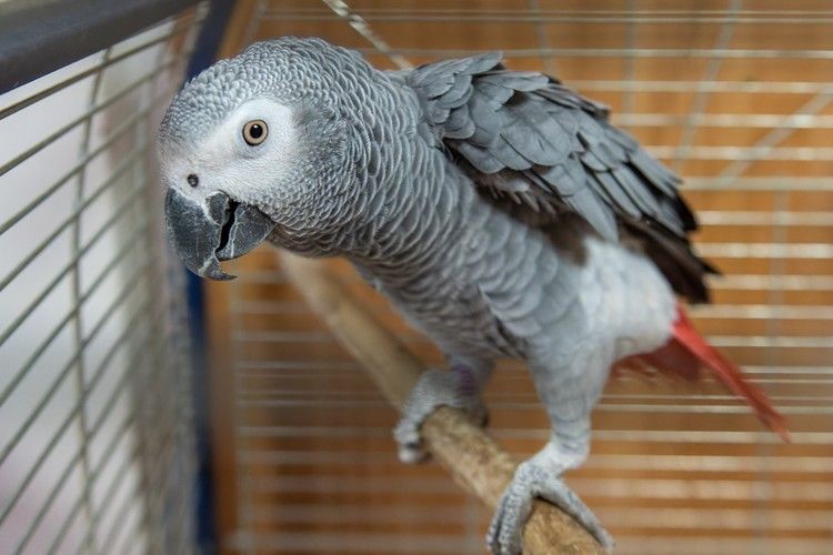 Кошка, чтобы радовалась крошка: психолог и ветеринар рассказали, как выбрать питомца для школьника Кошка, чтобы радовалась крошка: психолог и ветеринар рассказали, как выбрать питомца для школьника