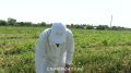 Новый сорт лука второй год проходит испытания в НИИ сельского хозяйства Крыма
