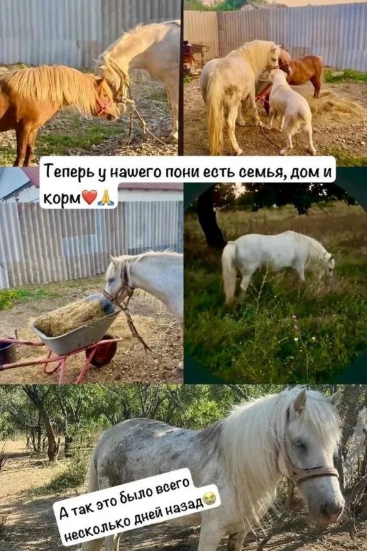 «Держали на привязи и мучили жаждой»: пони в Алуште приютили после восьми лет на привязи «Держали на привязи и мучили жаждой»: пони в Алуште приютили после восьми лет на привязи