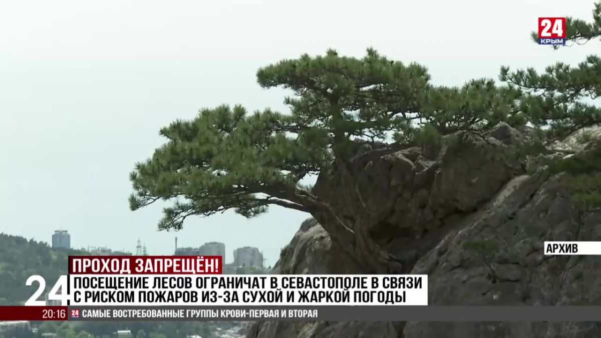 Посещение лесов ограничат в Севастополе в связи с риском пожаров из-за сухой и жаркой погоды