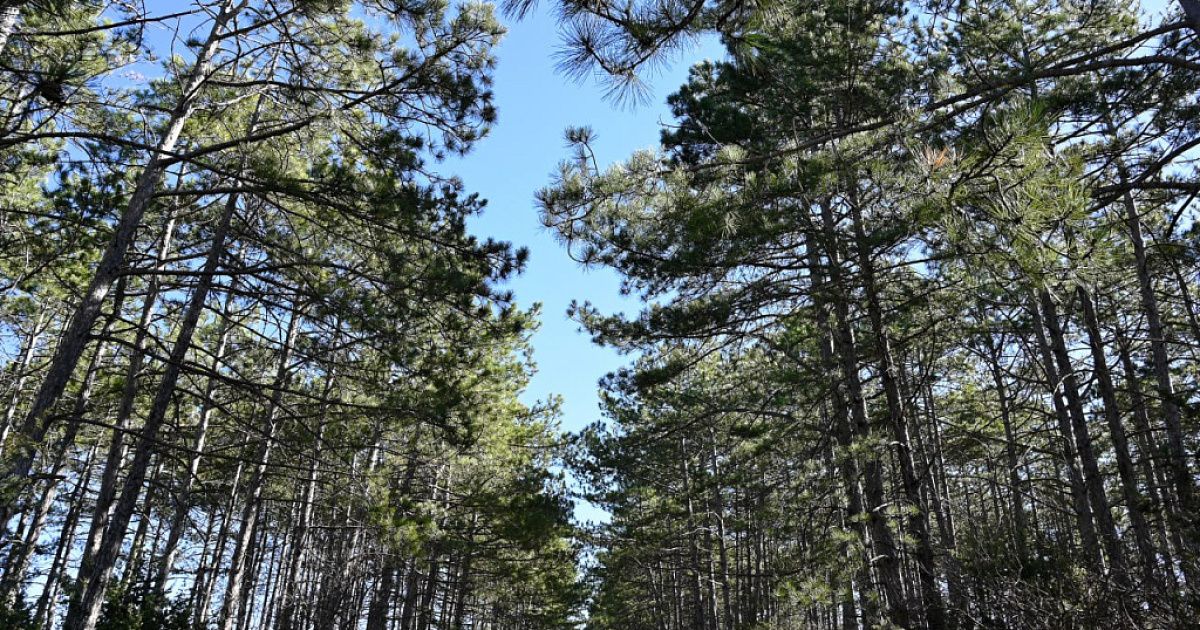 В Крыму продлили ограничение на посещение лесов