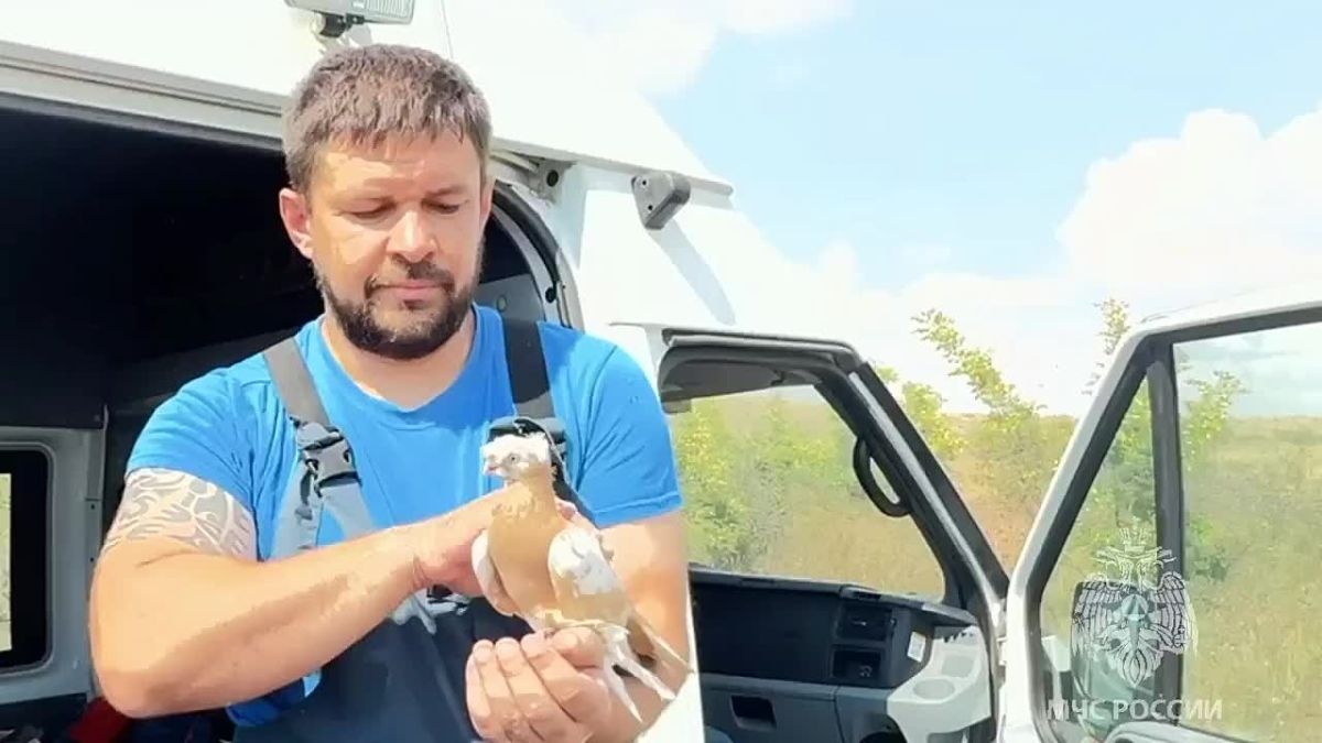 Кот Мостик: Спасение из пламени любовью и водой
