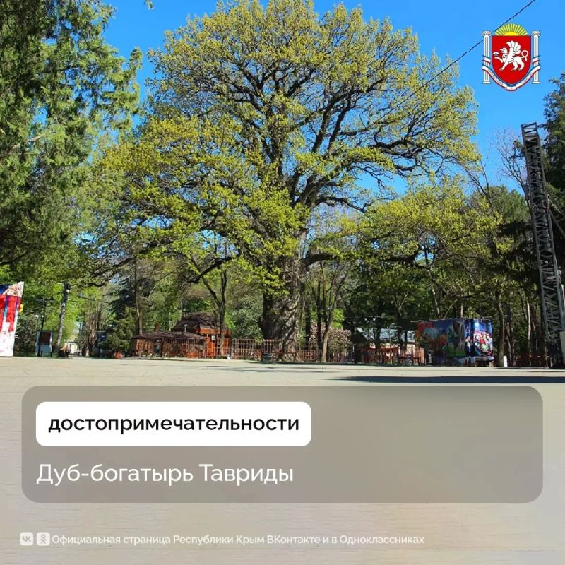 Знаете ли вы, что дуб, растущий в детском парке Симферополя, входит в пятёрку победителей конкурса «Российское дерево года — 2026»?