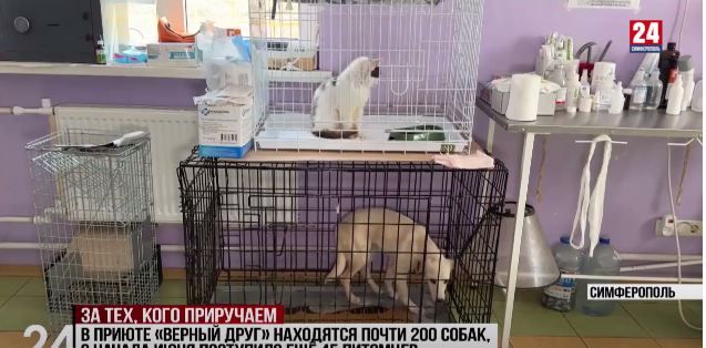 С начала 2026 года простерилизовано и вакцинировано более 2,5 тысяч бездомных собак