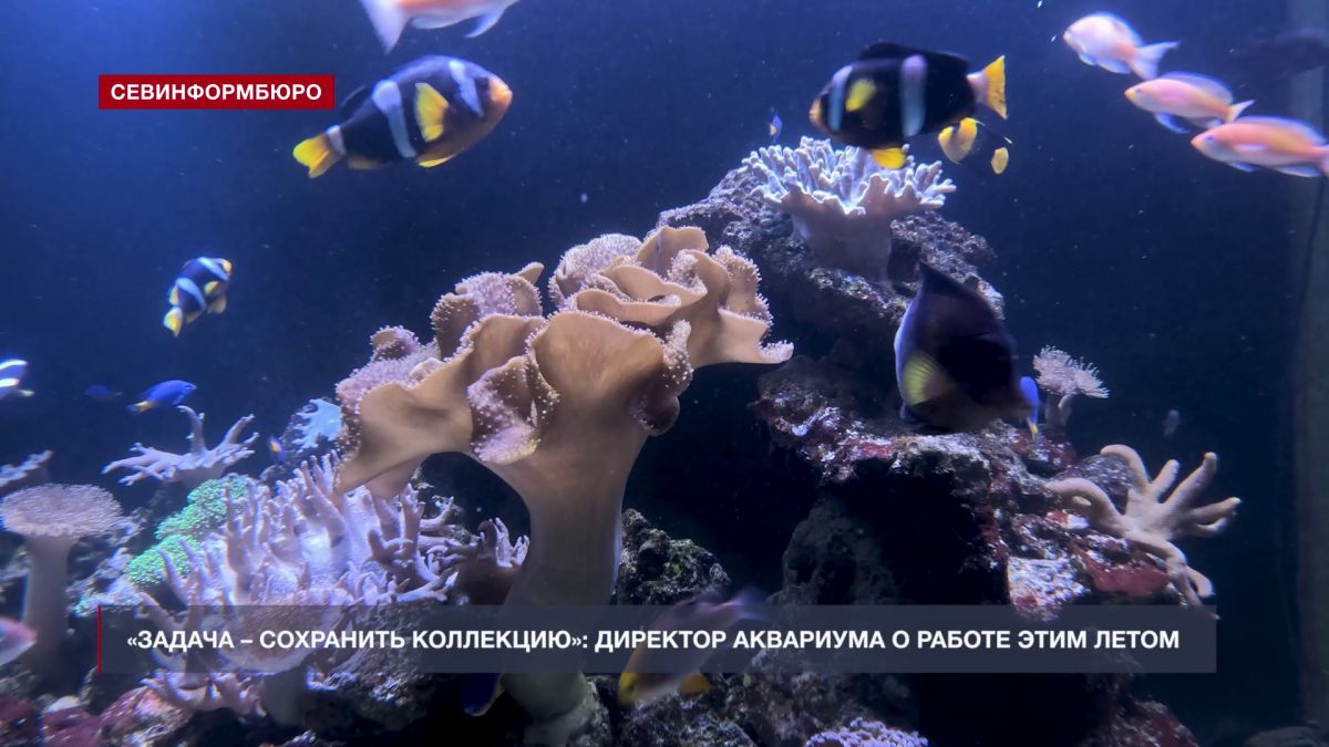 «Задача – сохранить коллекцию»: как работает Севастопольский Морской Аквариум-музей в сезон без туристов